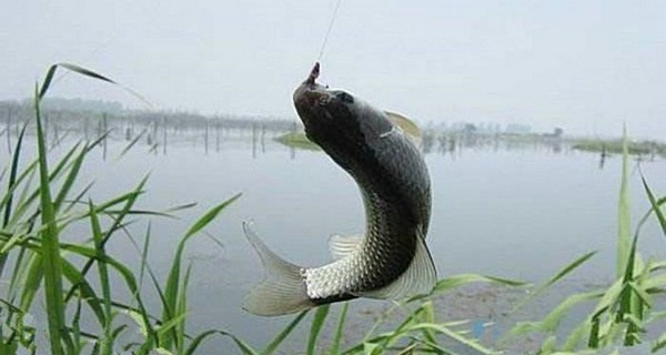 釣魚.jpg